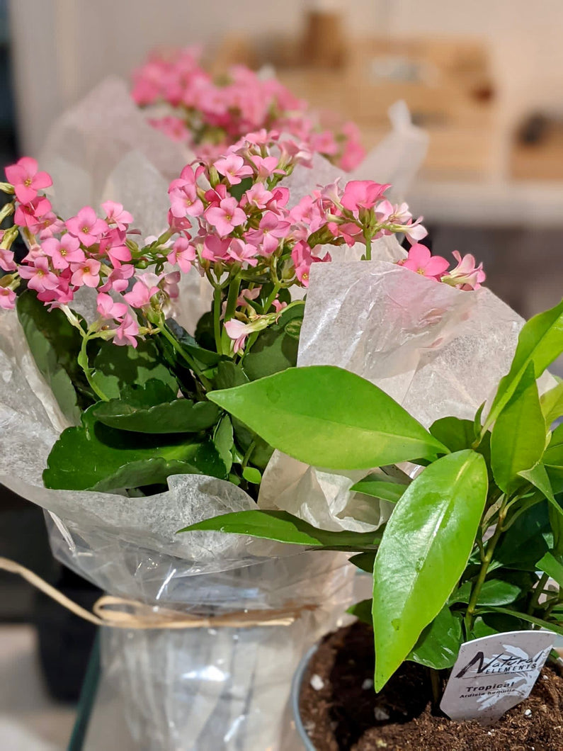 flower. plants. toronto flowers. toronto plants. canada flowers. canada plants. flower delivery. plants delivery
